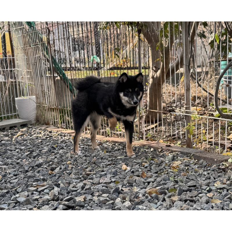 販売中の岡山県の豆柴-391627の4枚目