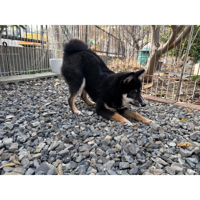 販売中の岡山県の豆柴-391627の3枚目