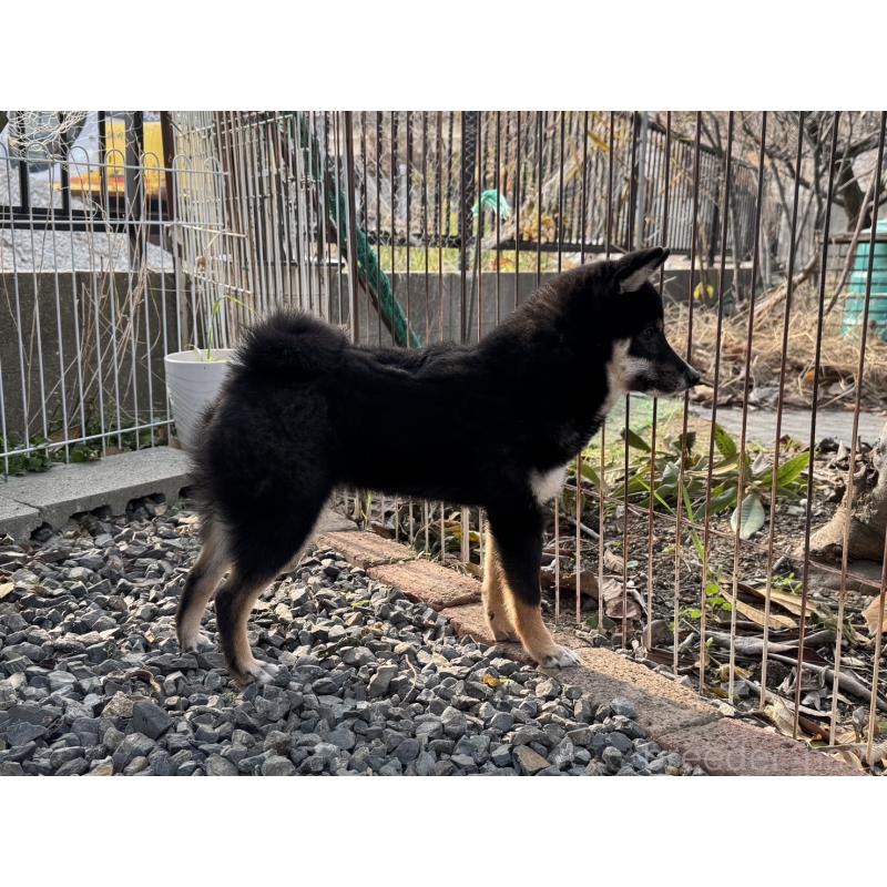 販売中の岡山県の豆柴-391627の2枚目