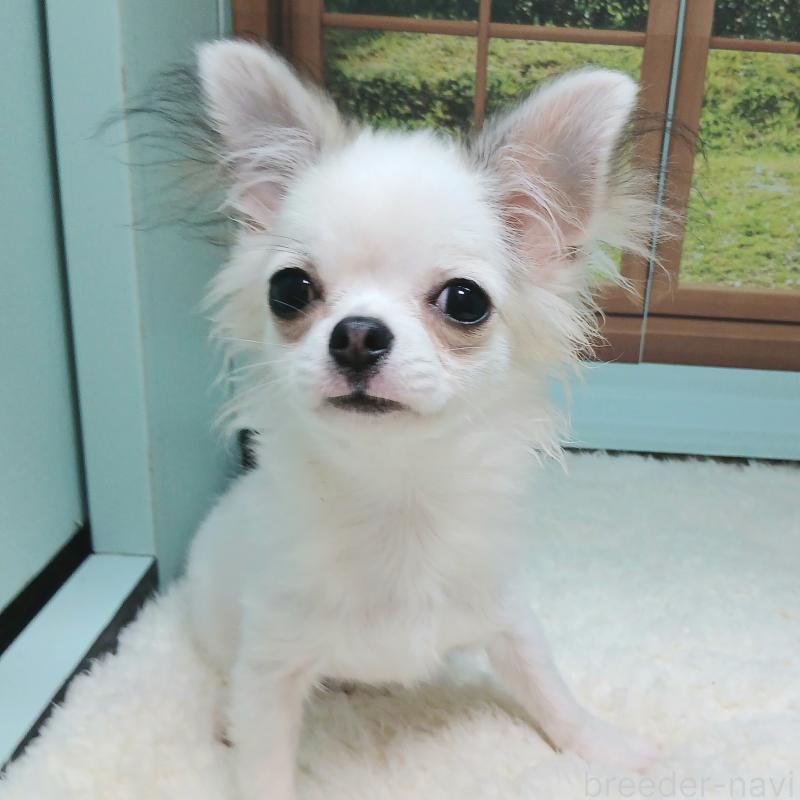 販売中の神奈川県のチワワ(ロングコート)-401707