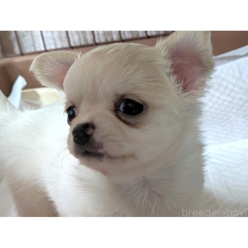 販売中の茨城県のチワワ(ロングコート)-428680の4枚目