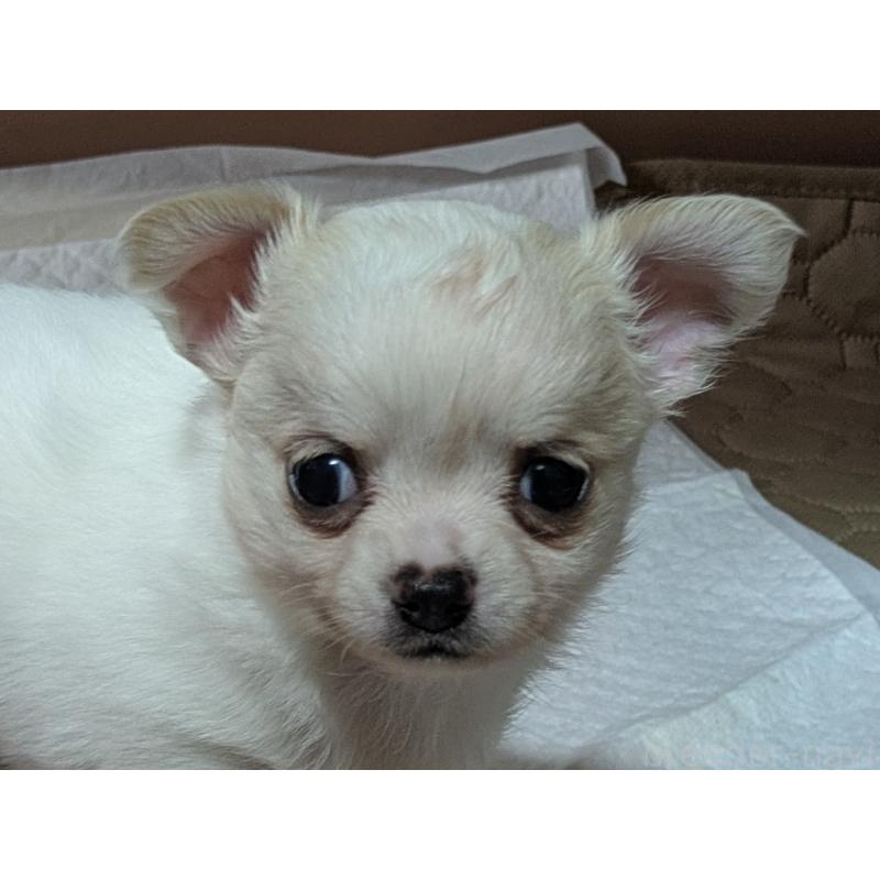 販売中の茨城県のチワワ(ロングコート)-428680の3枚目