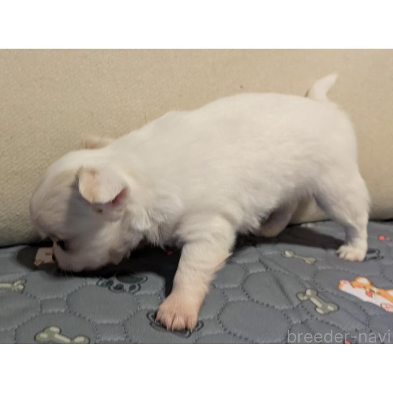 販売中の茨城県のチワワ(ロングコート)-428680の2枚目