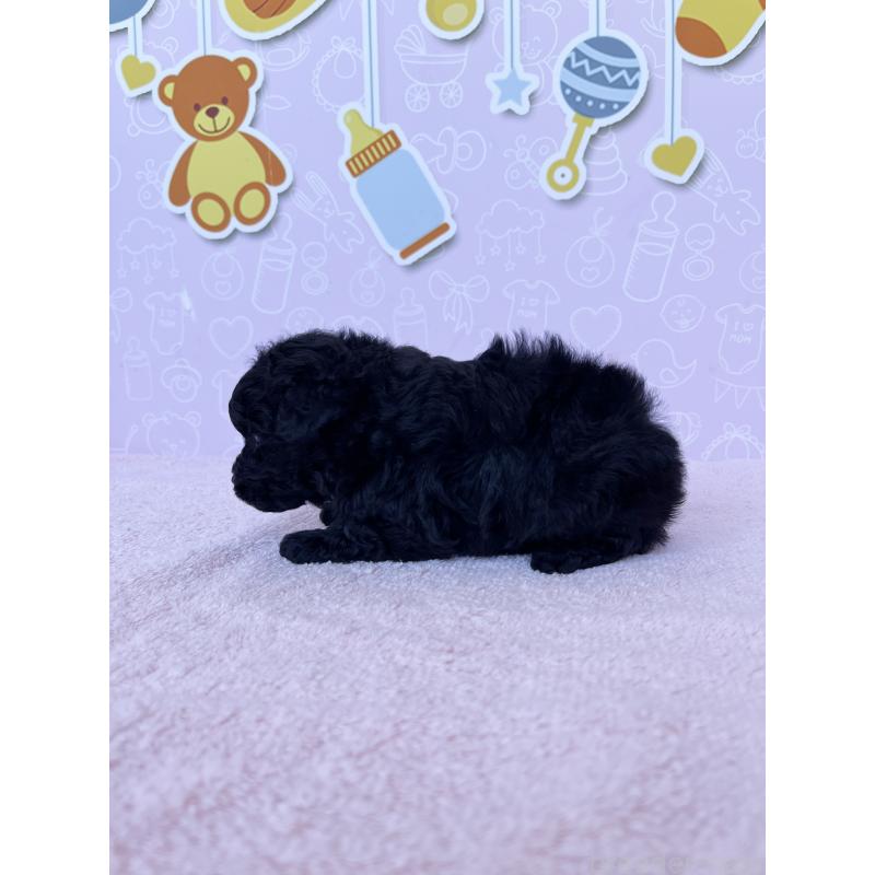 販売中の東京都のトイプードル-431236の7枚目