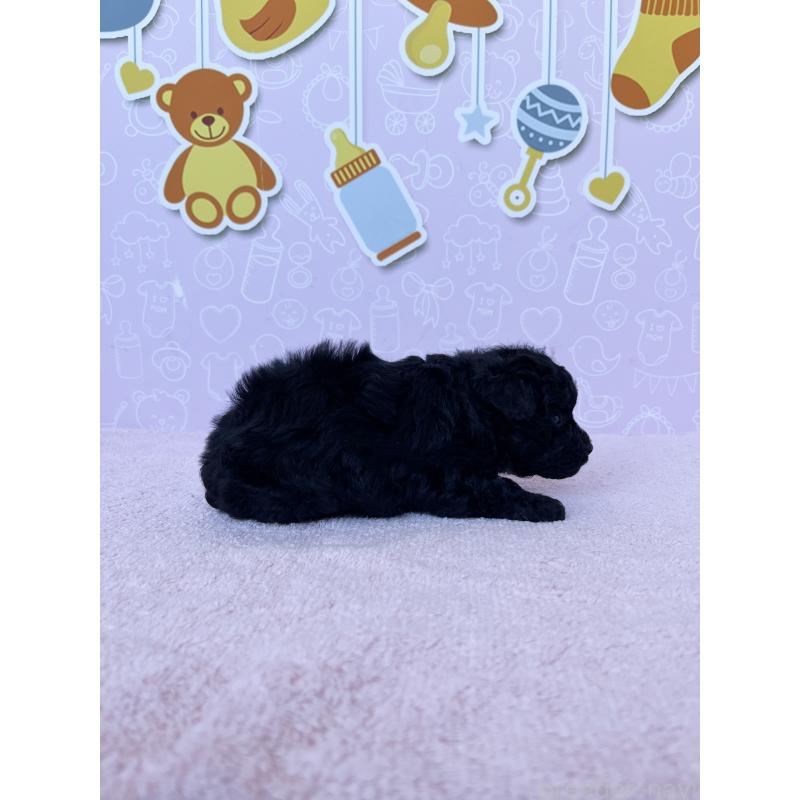 販売中の東京都のトイプードル-431236の6枚目