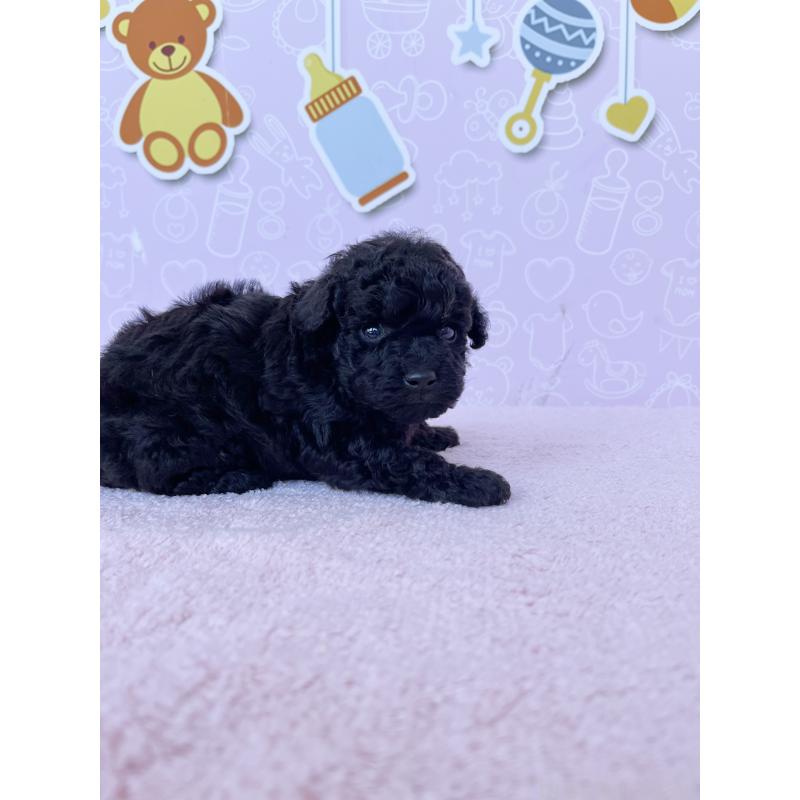 販売中の東京都のトイプードル-431236の5枚目