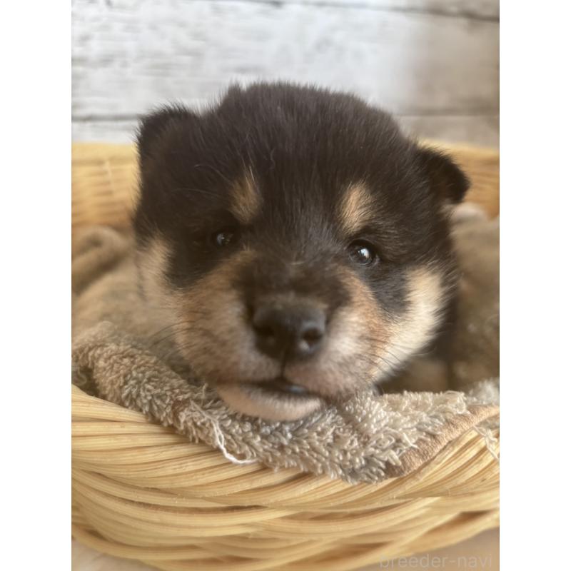 販売中の静岡県の柴犬-431230の8枚目