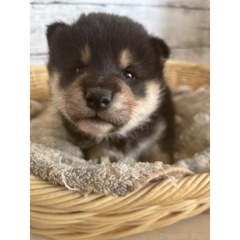 販売中の静岡県の柴犬-431230の7枚目