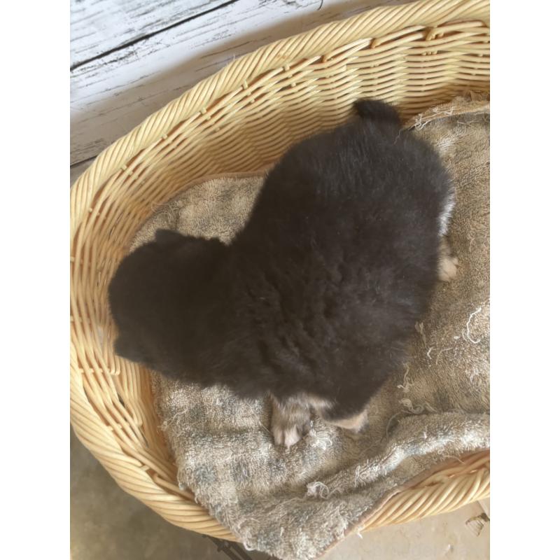 販売中の静岡県の柴犬-431230の6枚目