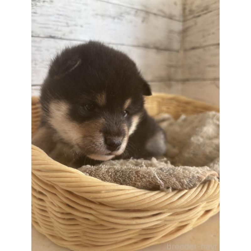 販売中の静岡県の柴犬-431230の5枚目