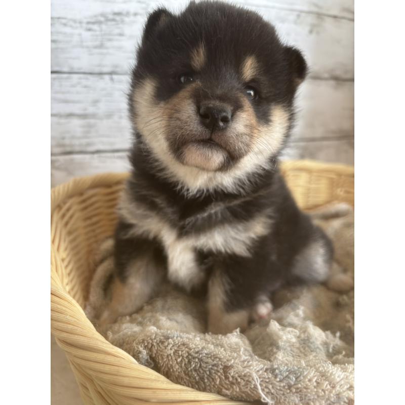 販売中の静岡県の柴犬-431230の4枚目