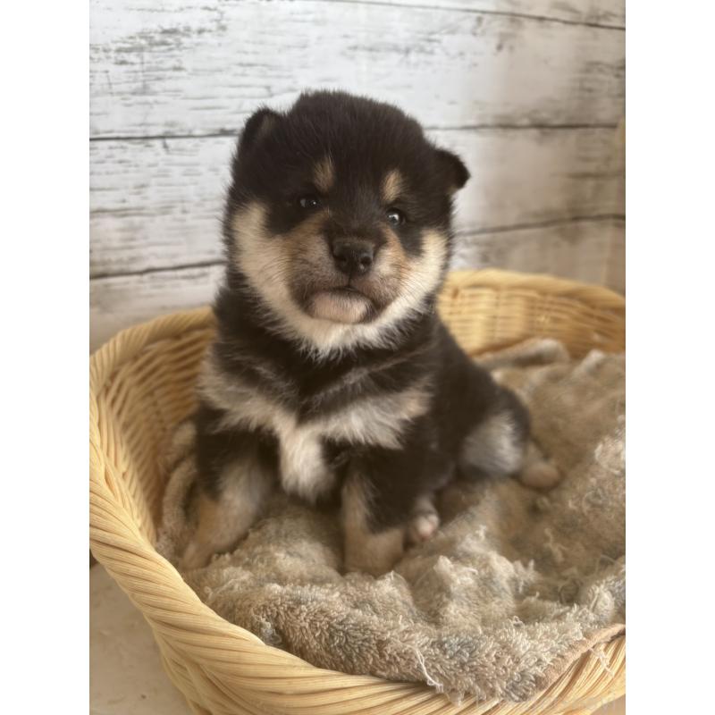 販売中の静岡県の柴犬-431230の3枚目