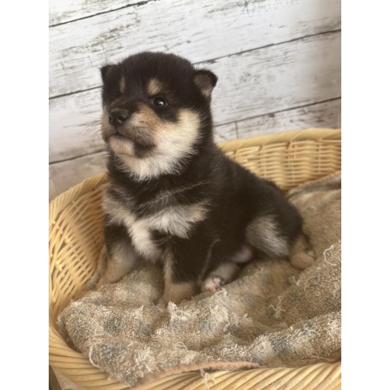 販売中の静岡県の柴犬-431230の2枚目