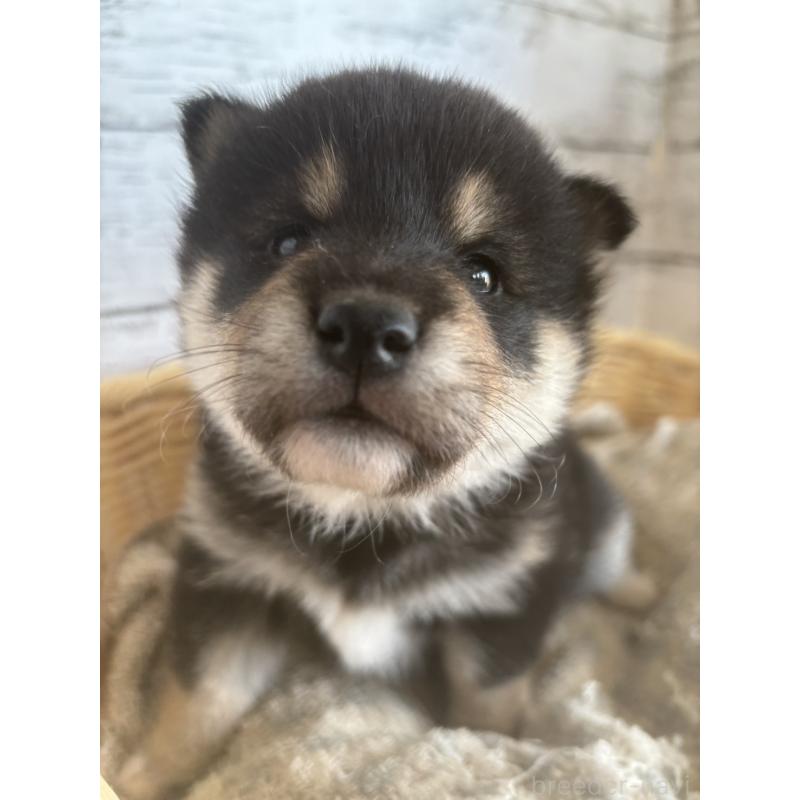 販売中の静岡県の柴犬-431230