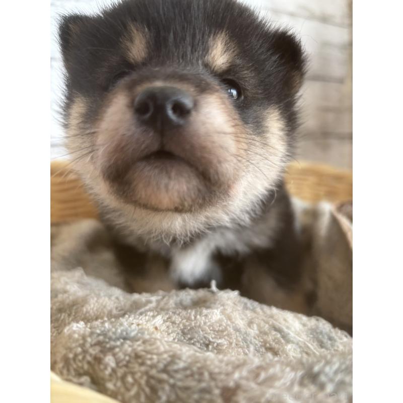 販売中の静岡県の柴犬-431231の8枚目