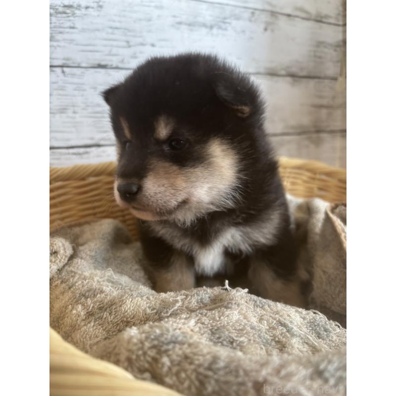 販売中の静岡県の柴犬-431231の7枚目