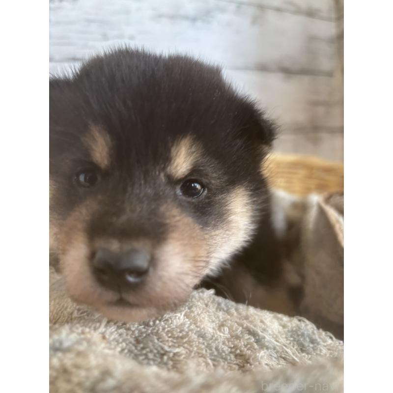 販売中の静岡県の柴犬-431231の6枚目