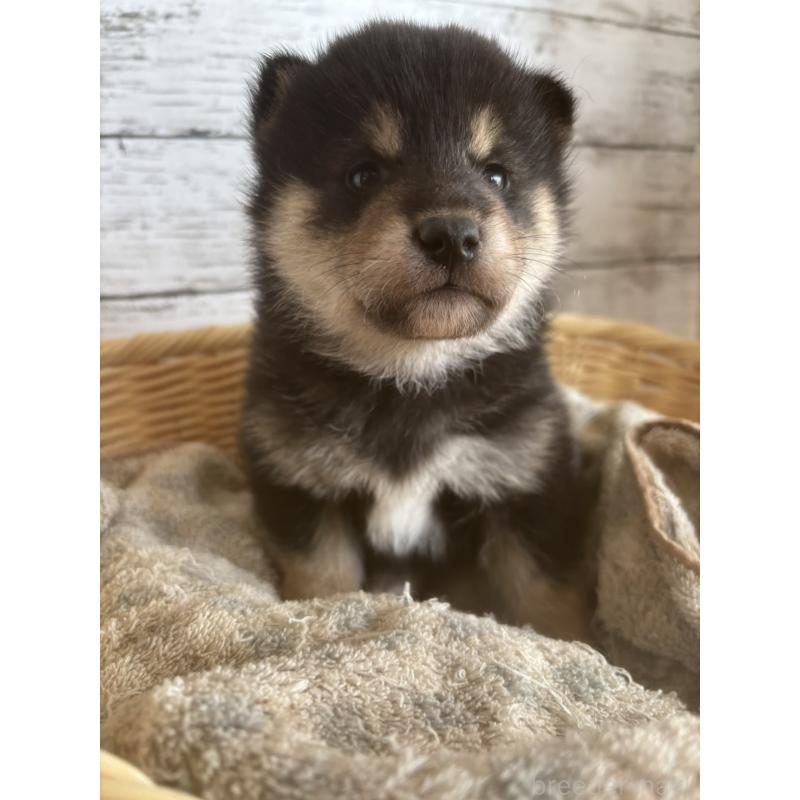 販売中の静岡県の柴犬-431231