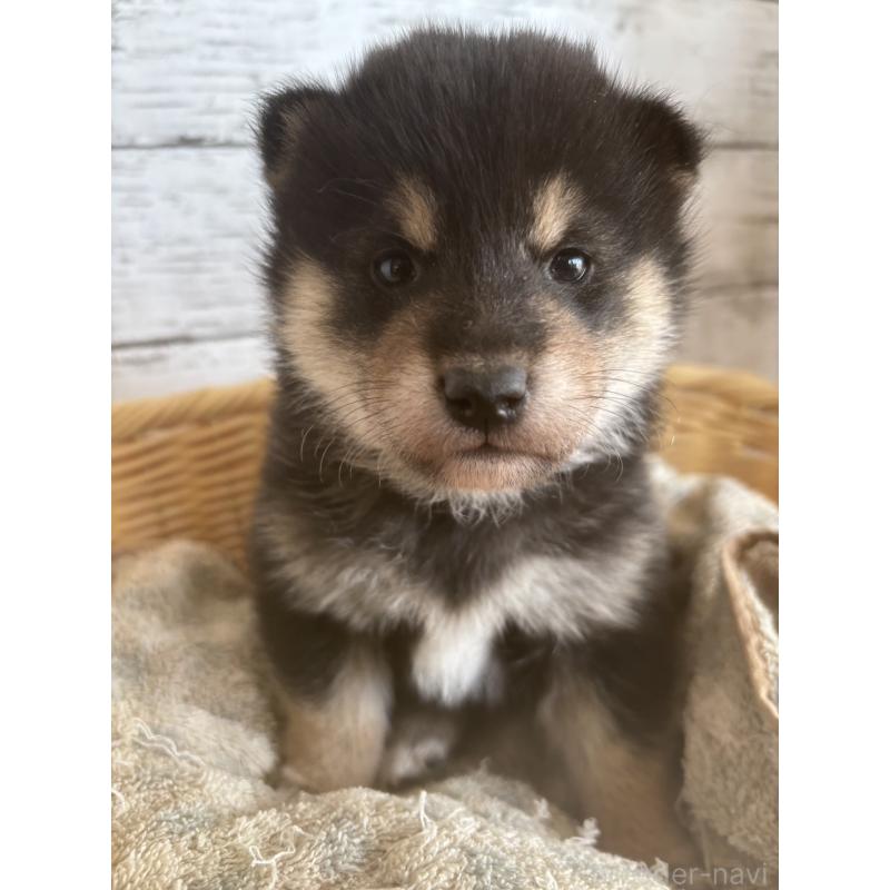 販売中の静岡県の柴犬-431231の5枚目