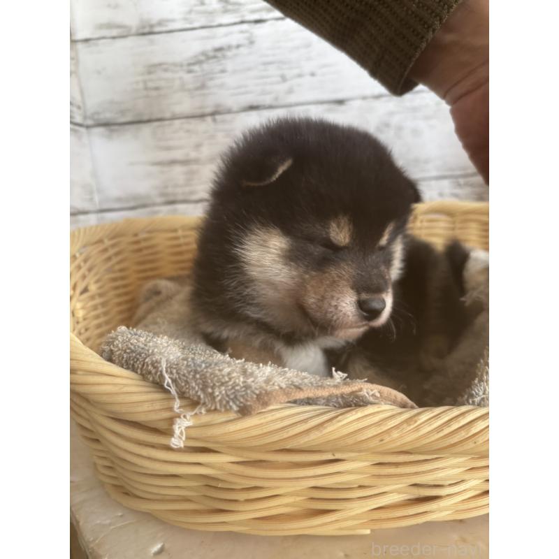 販売中の静岡県の柴犬-431231の4枚目