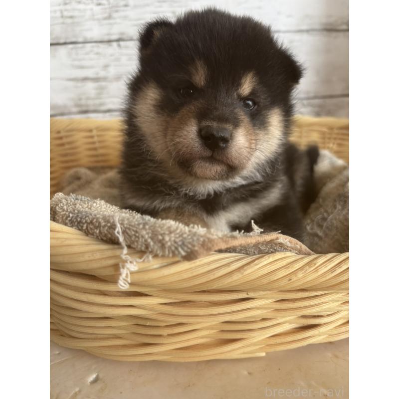 販売中の静岡県の柴犬-431231の3枚目