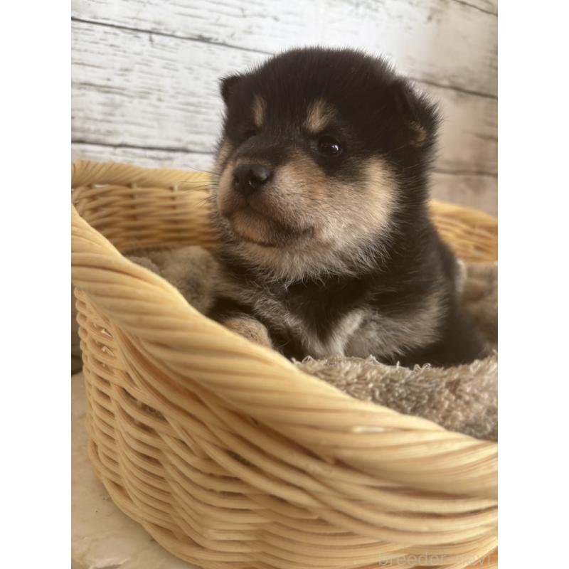 販売中の静岡県の柴犬-431231の2枚目