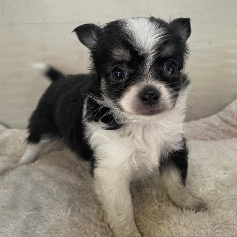 販売中の熊本県のチワワ(ロングコート)-431234の3枚目