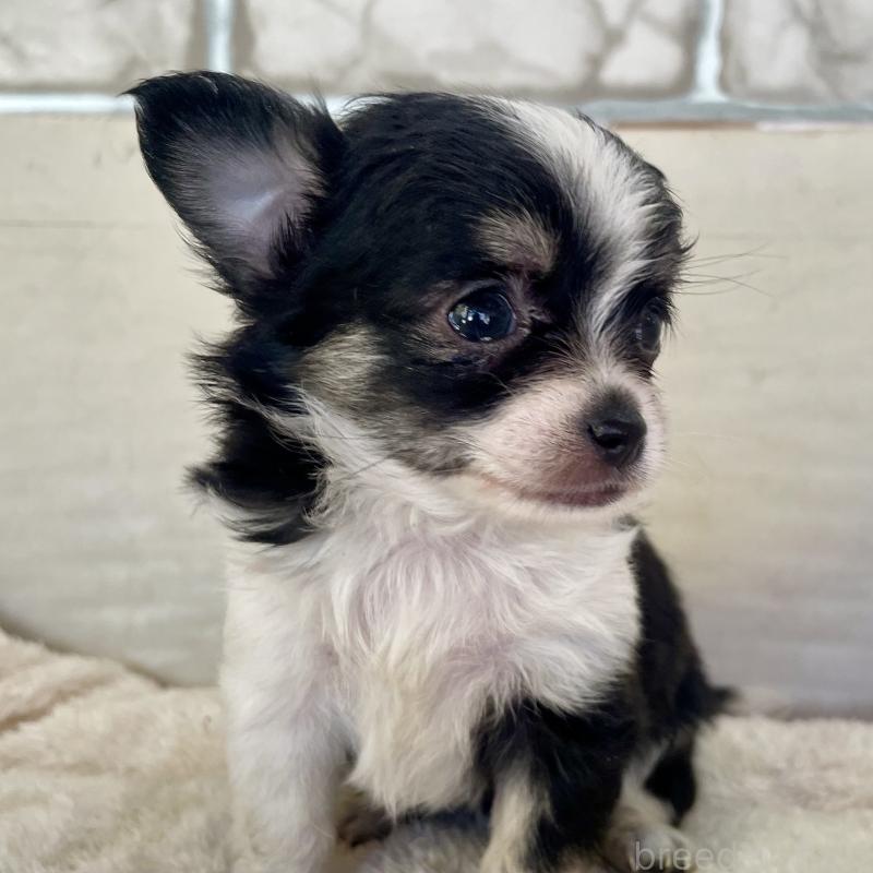 販売中の熊本県のチワワ(ロングコート)-431234の2枚目