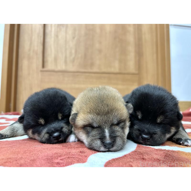 販売中の愛知県の豆柴-431233