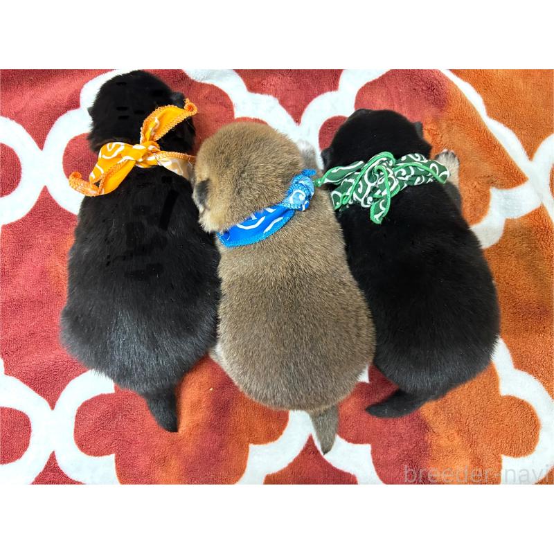 販売中の愛知県の豆柴-431235の2枚目