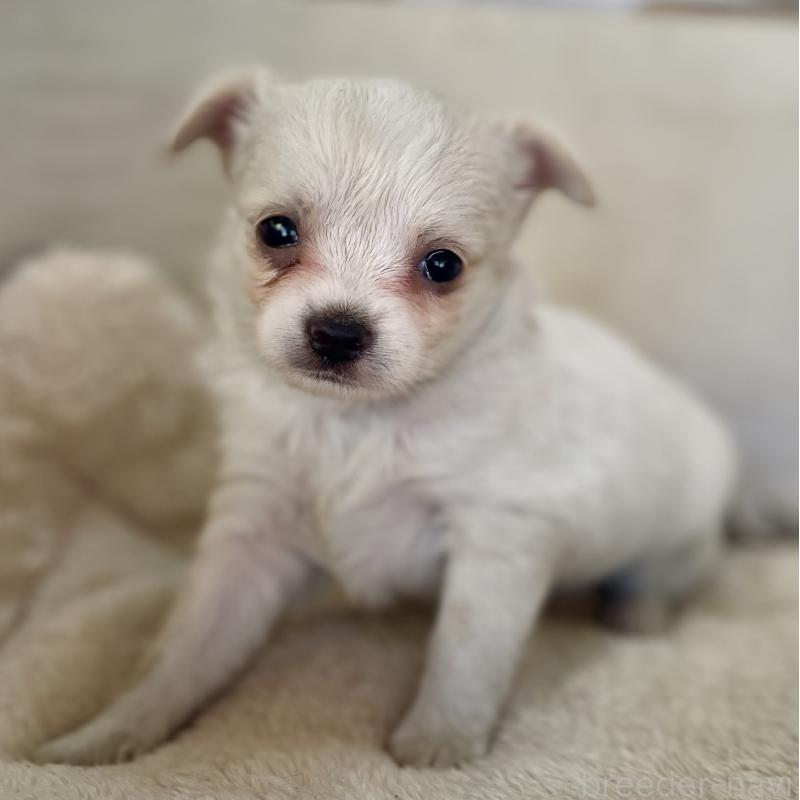 販売中の熊本県のチワワ(ロングコート)-431237の4枚目