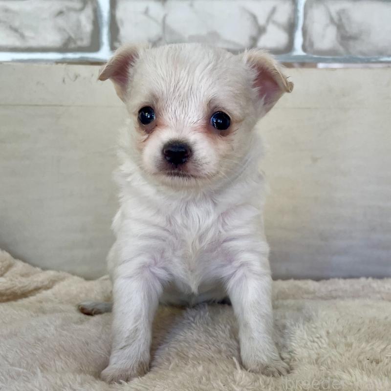 販売中の熊本県のチワワ(ロングコート)-431237の3枚目