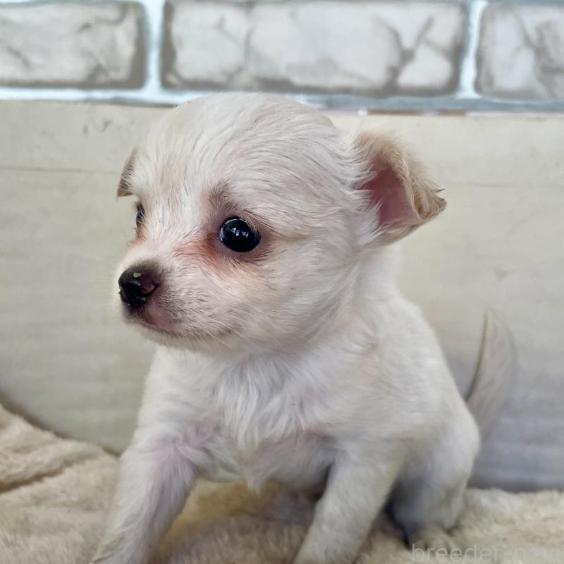 販売中の熊本県のチワワ(ロングコート)-431237の2枚目