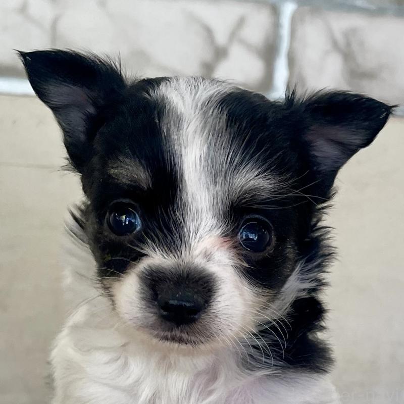 販売中の熊本県のチワワ(ロングコート)-431238