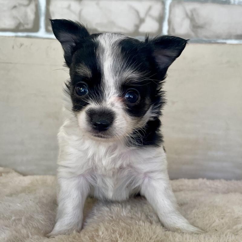 販売中の熊本県のチワワ(ロングコート)-431238の5枚目