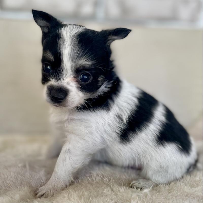 販売中の熊本県のチワワ(ロングコート)-431238の4枚目