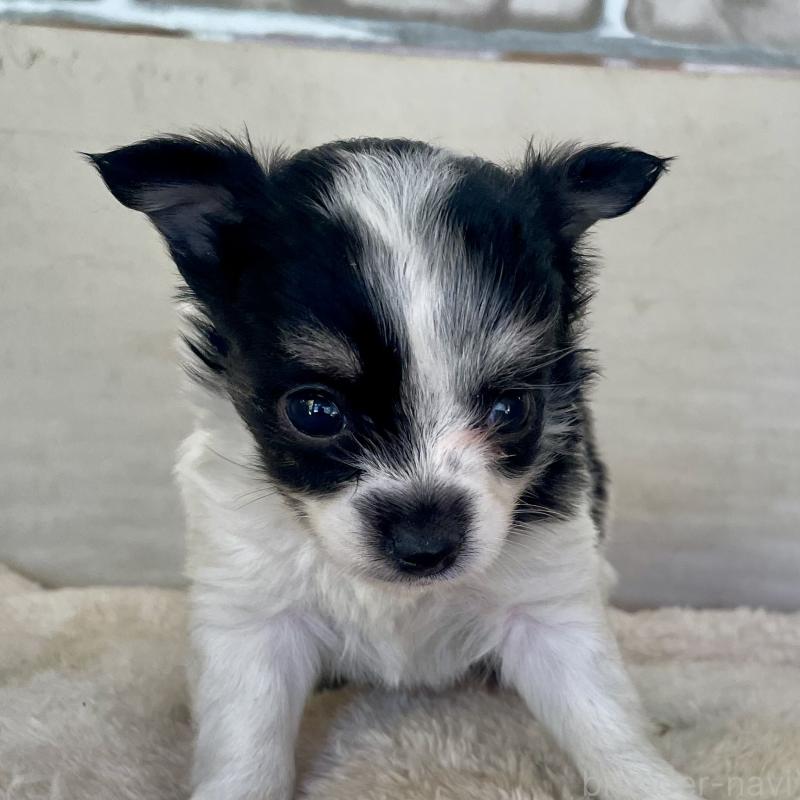 販売中の熊本県のチワワ(ロングコート)-431238の3枚目