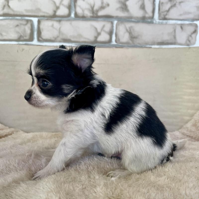 販売中の熊本県のチワワ(ロングコート)-431238の2枚目