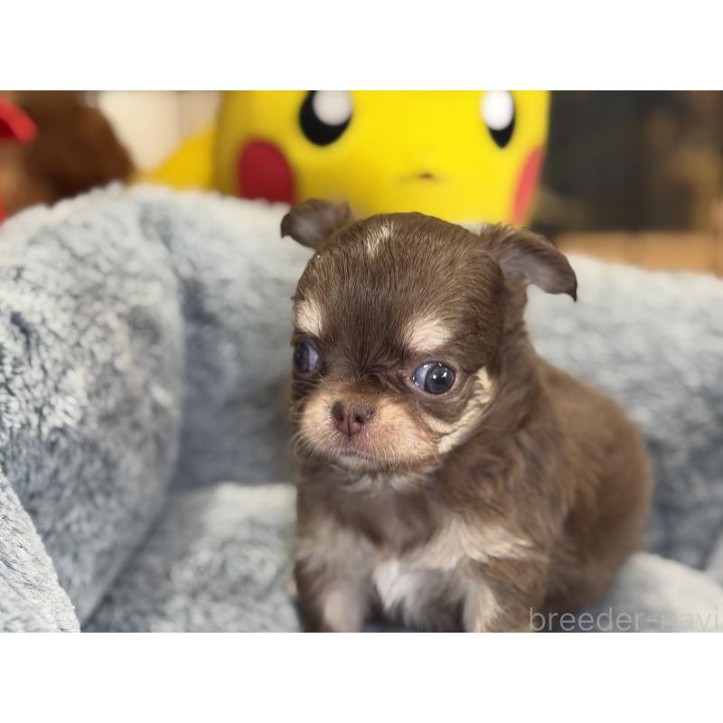 成約済の埼玉県のチワワ(ロングコート)-428758の3枚目