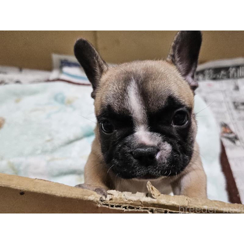 成約済の愛知県のフレンチブルドッグ-426846の8枚目