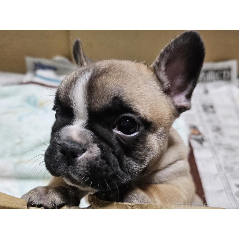 成約済の愛知県のフレンチブルドッグ-426846の6枚目