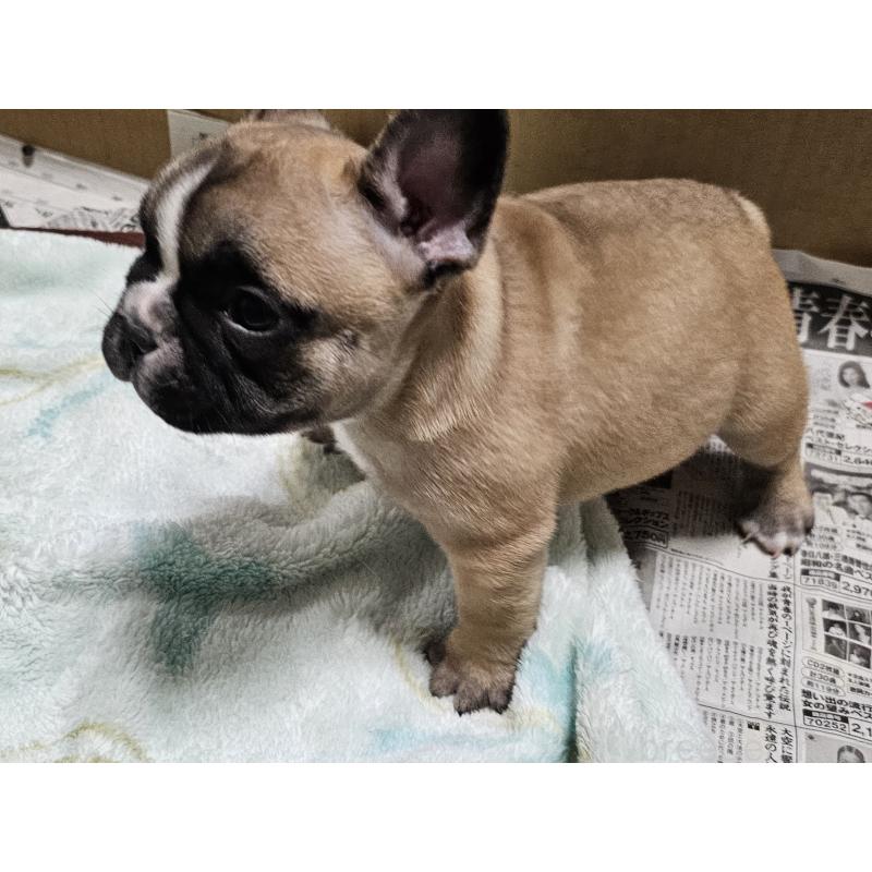 成約済の愛知県のフレンチブルドッグ-426846の4枚目