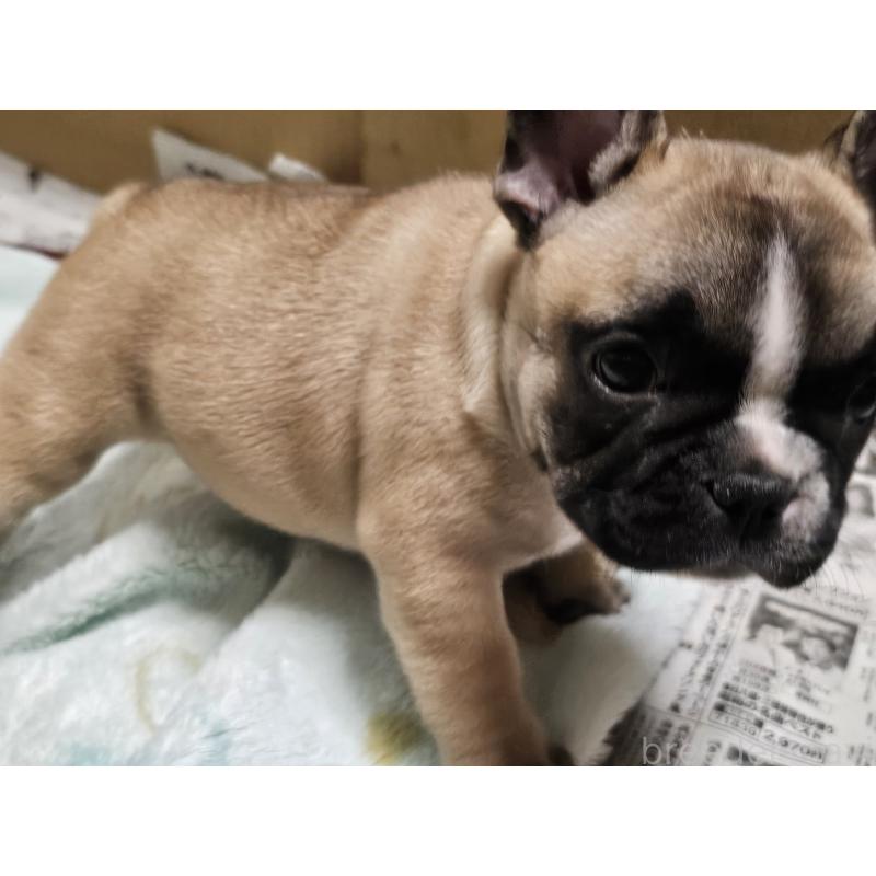 成約済の愛知県のフレンチブルドッグ-426846の3枚目