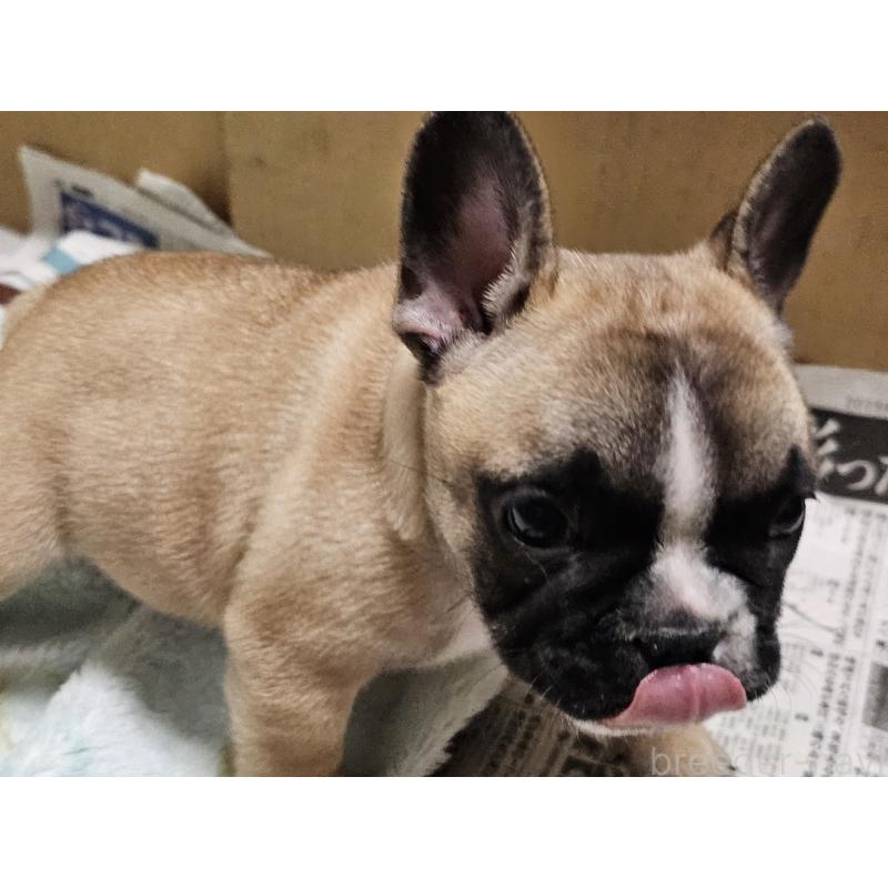 成約済の愛知県のフレンチブルドッグ-426846の2枚目