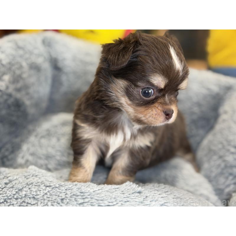 成約済の埼玉県のチワワ(ロングコート)-428757の4枚目