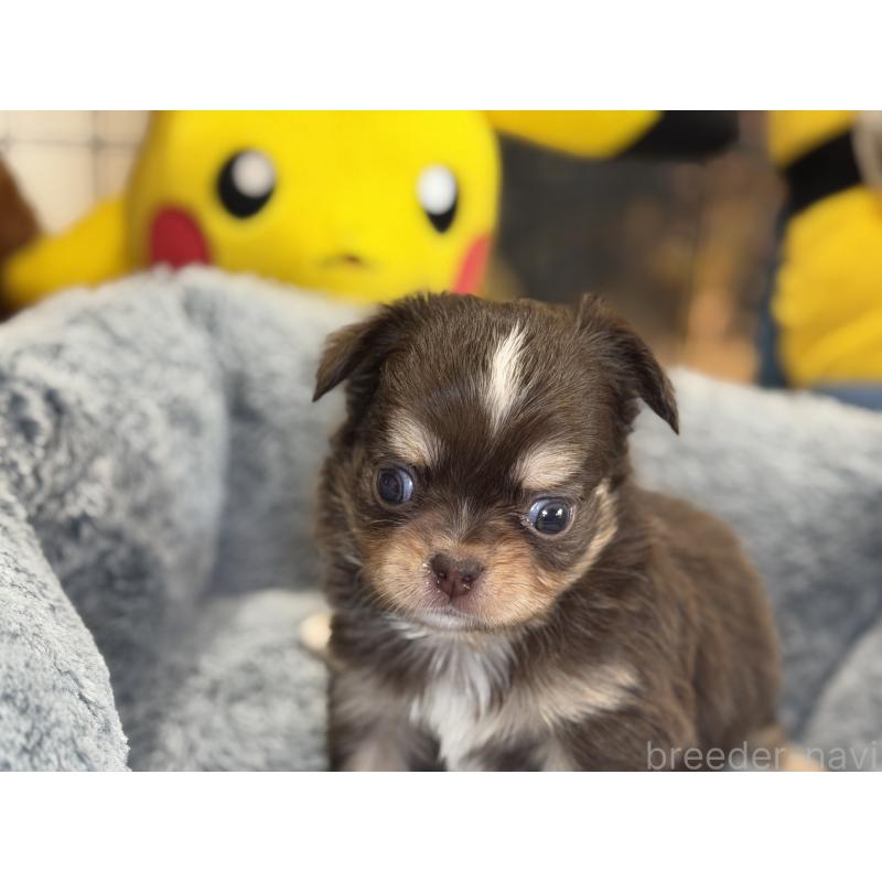 成約済の埼玉県のチワワ(ロングコート)-428757の3枚目