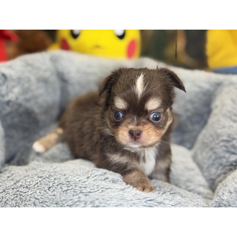 成約済の埼玉県のチワワ(ロングコート)-428757の2枚目