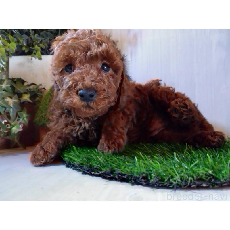 販売中の三重県のトイプードル-431239の1枚目