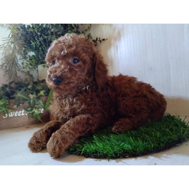 販売中の三重県のトイプードル-431239の5枚目