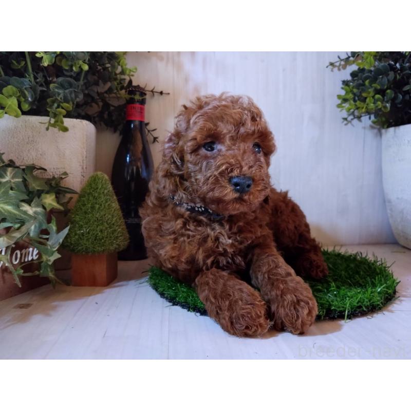 販売中の三重県のトイプードル-431239の4枚目